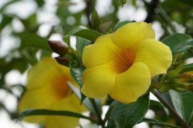 Açık büyüyen renk çiçekler yakın 