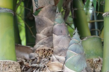 gündüz açık havada büyüyen vahşi bitkilerin yakın 