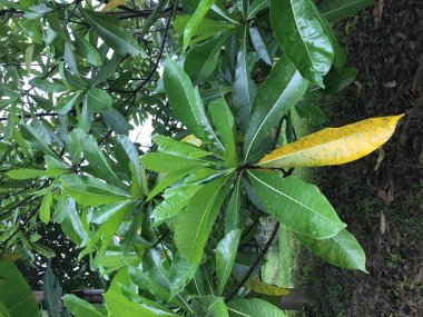 gündüz açık havada büyüyen vahşi bitkilerin yakın 