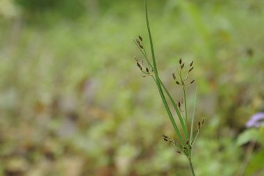 yeşil çim güneşli bir günde yaz bulanık çayır büyüyen