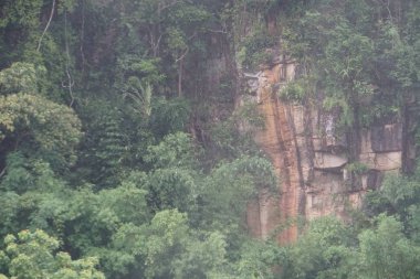 gündüz sisli yeşil tepeler ile doğa manzara 