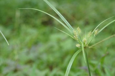 yeşil çim güneşli bir günde yaz bulanık çayır büyüyen