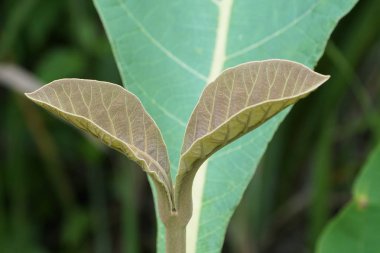 gündüz açık havada yeşil bitkilerin yakın 