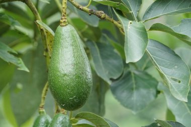 meyve ve yeşil yaprakları ile avokado ağacı dalı 