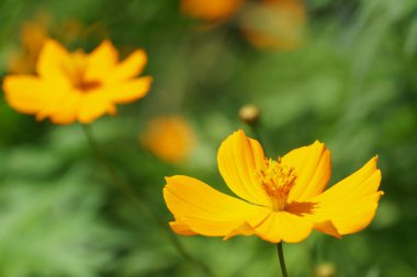 Açık büyüyen renk çiçekler yakın 