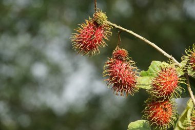Dalda olgunlaşan taze egzotik meyvelerin yakın plan çekimi.