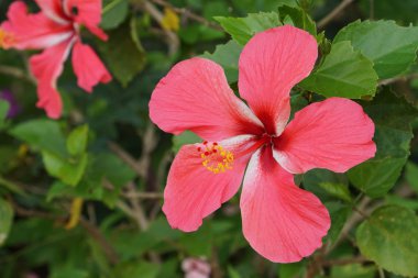 Açık büyüyen renk çiçekler yakın 