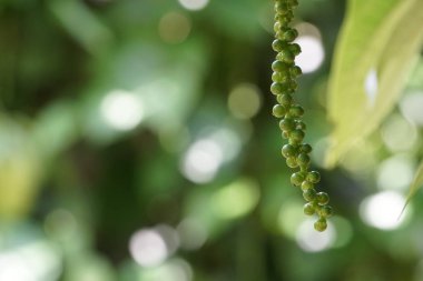 gündüz açık havada yeşil bitkilerin yakın 