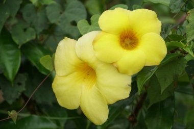 Açık büyüyen renk çiçekler yakın 