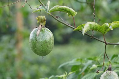 verim gündüz büyüyen meyve ağacının yakın 