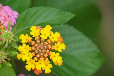 Açık büyüyen renk çiçekler yakın 