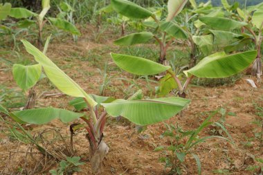 gündüz tarım alanının görünümü