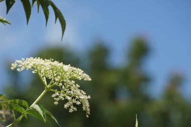 Açık büyüyen renk çiçekler yakın 