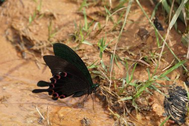 güzel kelebek içme suyu açık havada yakın  