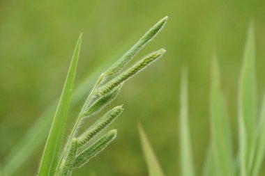 yeşil çim güneşli bir günde yaz bulanık çayır büyüyen