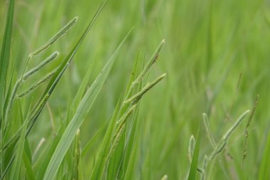 yeşil çim güneşli bir günde yaz bulanık çayır büyüyen