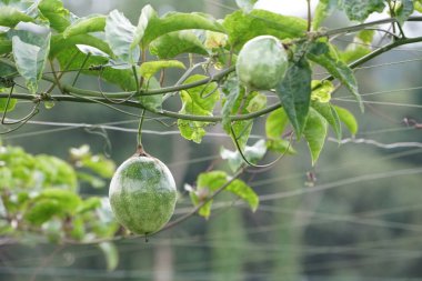 verim gündüz büyüyen meyve ağacının yakın 