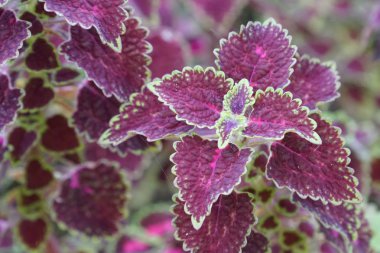 renk bitkiler yakın yukarı gündüz yaprakları 