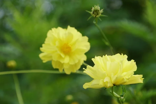 Primer Plano Flores Color Creciendo Aire Libre — Foto de Stock