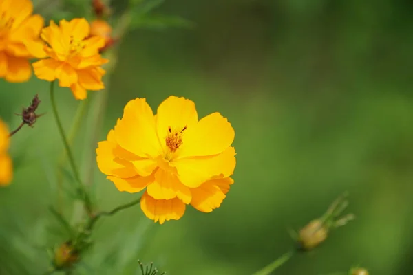 Nahaufnahme Von Farbigen Blumen Die Freien Wachsen — Stockfoto