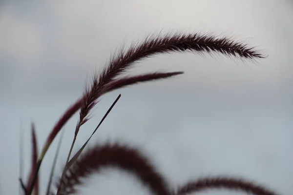 Närbild Gröna Fluffiga Växter Utomhus Dagtid — Stockfoto