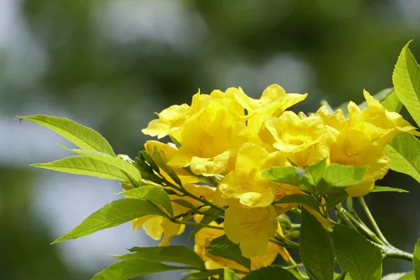 Primer Plano Flores Color Creciendo Aire Libre — Foto de Stock