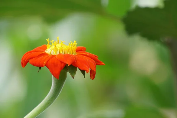 Close Van Kleur Bloem Kweken Buiten — Stockfoto