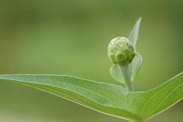 Primer Plano Las Plantas Verdes Aire Libre Durante Día — Foto de Stock