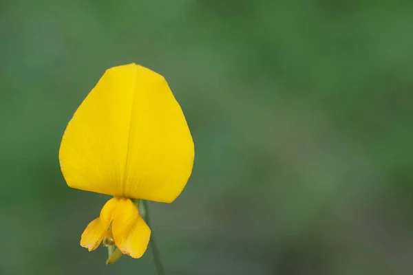 Κοντινό Χρώμα Λουλούδι Καλλιέργεια Εξωτερική — Φωτογραφία Αρχείου