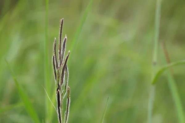 晴れた日に夏に成長する緑の草は草原をぼやけた — ストック写真