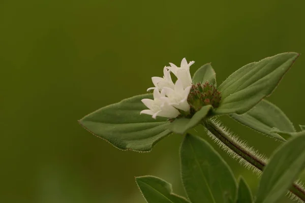 Närbild Färg Blommor Växer Utomhus — Stockfoto