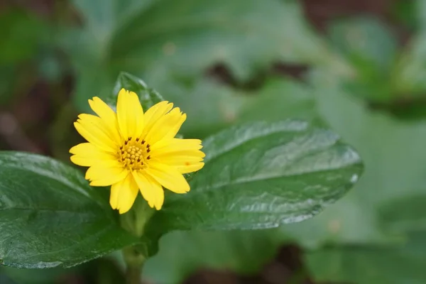 Närbild Färg Blomma Växande Utomhus — Stockfoto