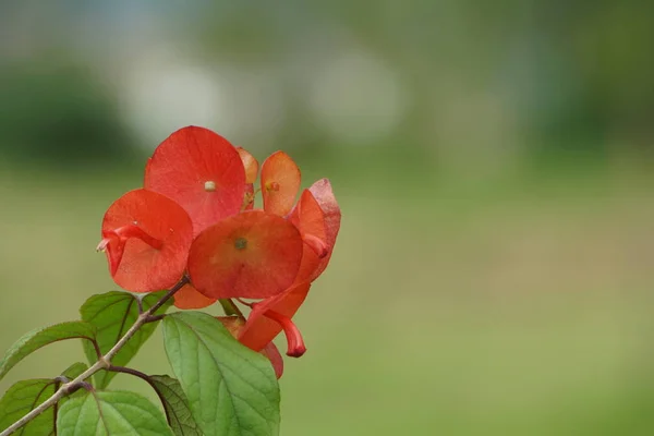 Närbild Färg Blommor Växer Utomhus — Stockfoto