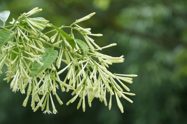 Primer Plano Flores Color Creciendo Aire Libre — Foto de Stock