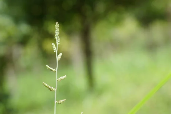 晴れた日に夏に成長する緑の草は草原をぼやけた — ストック写真