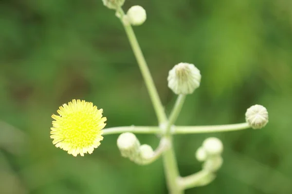 Dzikie Żółte Kwiaty Mniszka Rośnie Lato Łąka Słoneczny Dzień — Zdjęcie stockowe