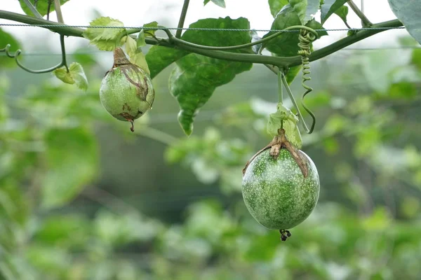 Gros Plan Arbre Fruitier Avec Rendement Croissant Jour — Photo