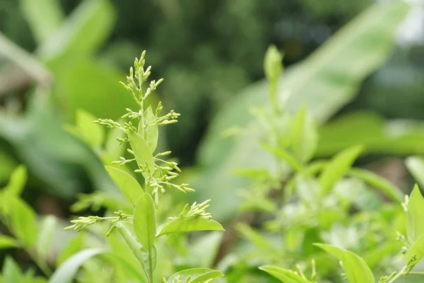 Primer Plano Las Plantas Verdes Aire Libre Durante Día —  Fotos de Stock