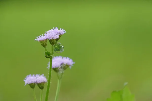 Close Color Flowers Growing Outdoor — Stock Photo, Image