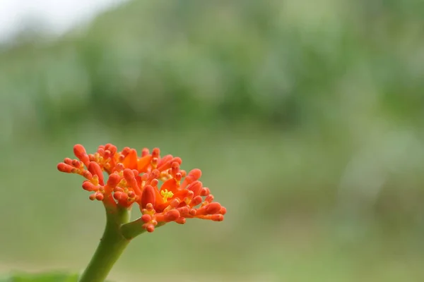 屋外で成長している色の花のクローズアップ — ストック写真