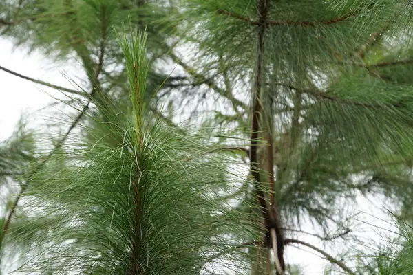 Gros Plan Plantes Vertes Avec Des Conjoints Extérieur — Photo