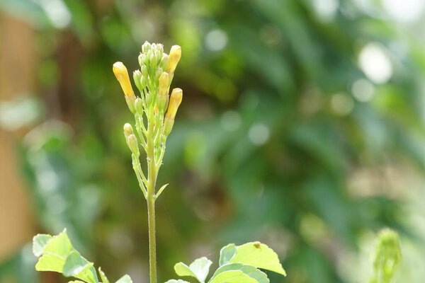 close up of color flowers growing outdoor 