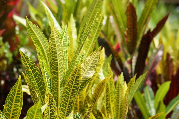 Nahaufnahme Von Farbigen Pflanzenblättern Tag — Stockfoto