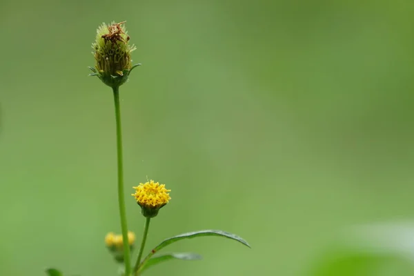 Güneşli Bir Gün Yaz Çayır Büyüyen Vahşi Sarı Karahindiba Çiçekler — Stok fotoğraf