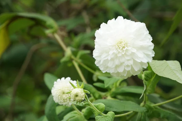 Close Van Kleur Bloemen Groeiende Outdoor — Stockfoto