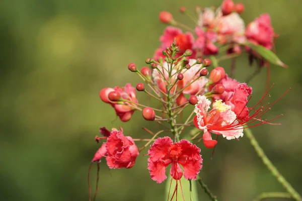 Primer Plano Flores Color Creciendo Aire Libre — Foto de Stock