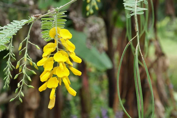 屋外で成長している色の花のクローズアップ — ストック写真