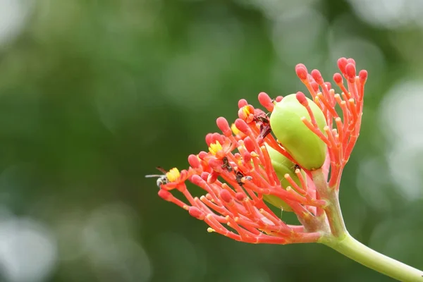 Close Van Kleur Bloemen Groeiende Outdoor — Stockfoto