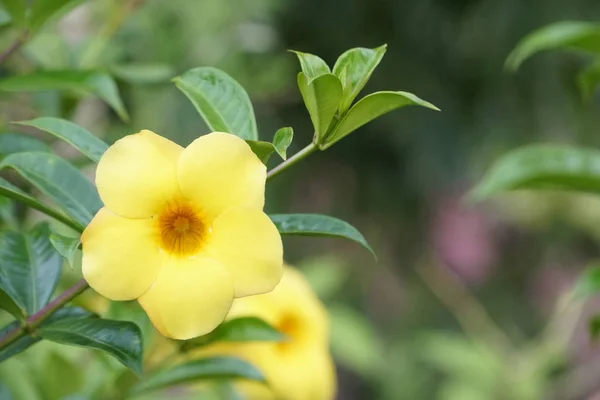 Primer Plano Flores Color Creciendo Aire Libre —  Fotos de Stock