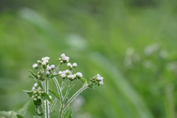 Primer Plano Flores Color Creciendo Aire Libre — Foto de Stock